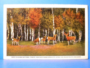 Postcard Deer in Kaibab National Forest Via Union Pacific Railroad Cedar City Ut