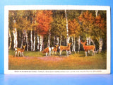 Postcard Deer in Kaibab National Forest Via Union Pacific Railroad Cedar City Ut