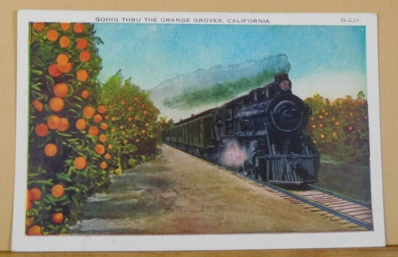 Postcard Going thru the orange groves California Card #G-251