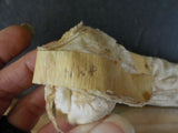 Railroad Spike NWP RR Willits Ca Used Northwestern Pacific