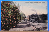 Postcard Traveling through an Orange Grove Florida Postmarked 1912 3 ½ X 5 ½