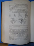 Embryology of the Pig By Bradley Patten Hard Cover Second Edition 1931
