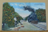 Postcard Traveling through the orange groves California 1920