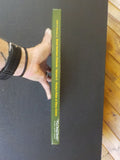 Great Northern Pictorial Volume 5 by John F Strauss Jr Rocky’s Robe of Many Colo